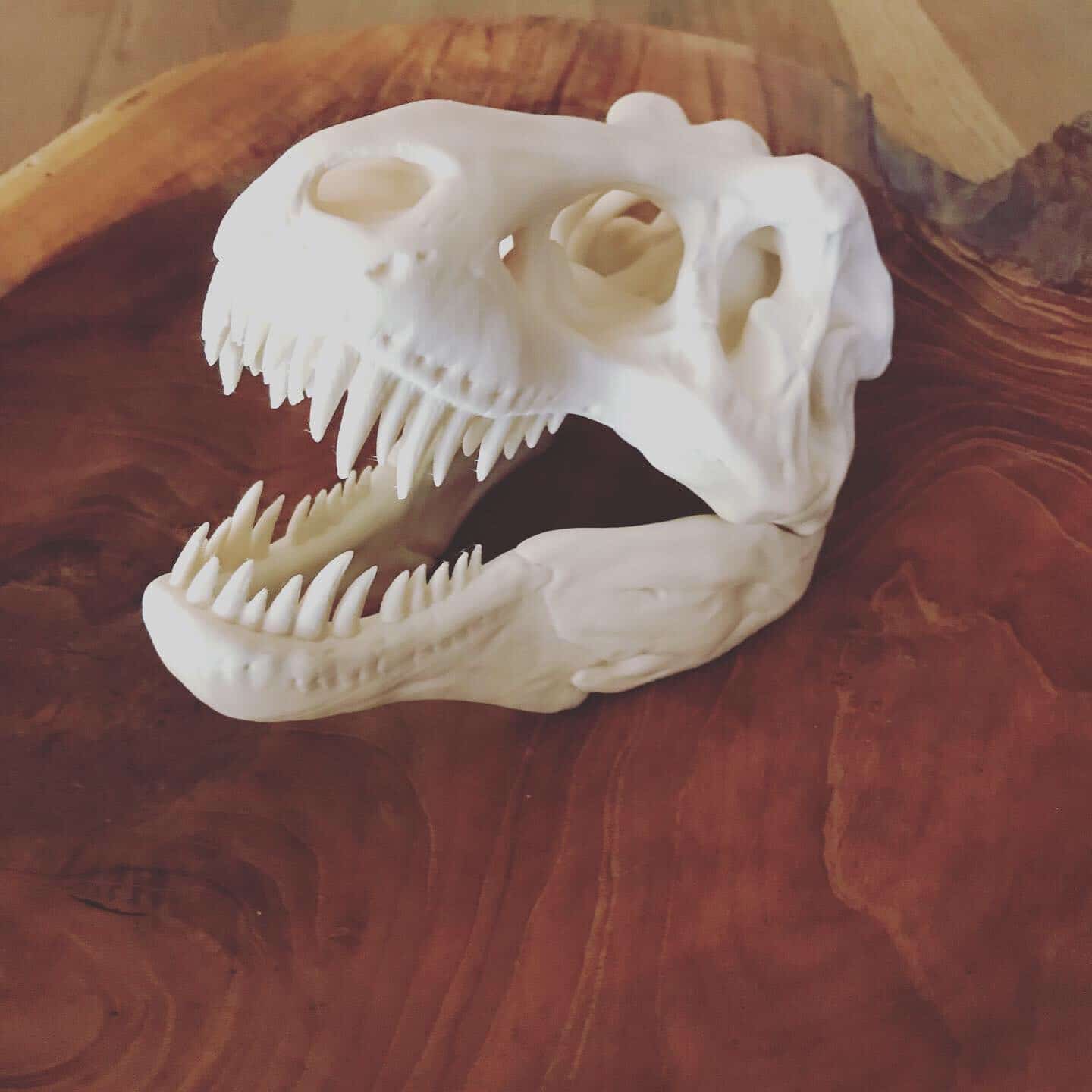 T-Rex Skelett Kopf