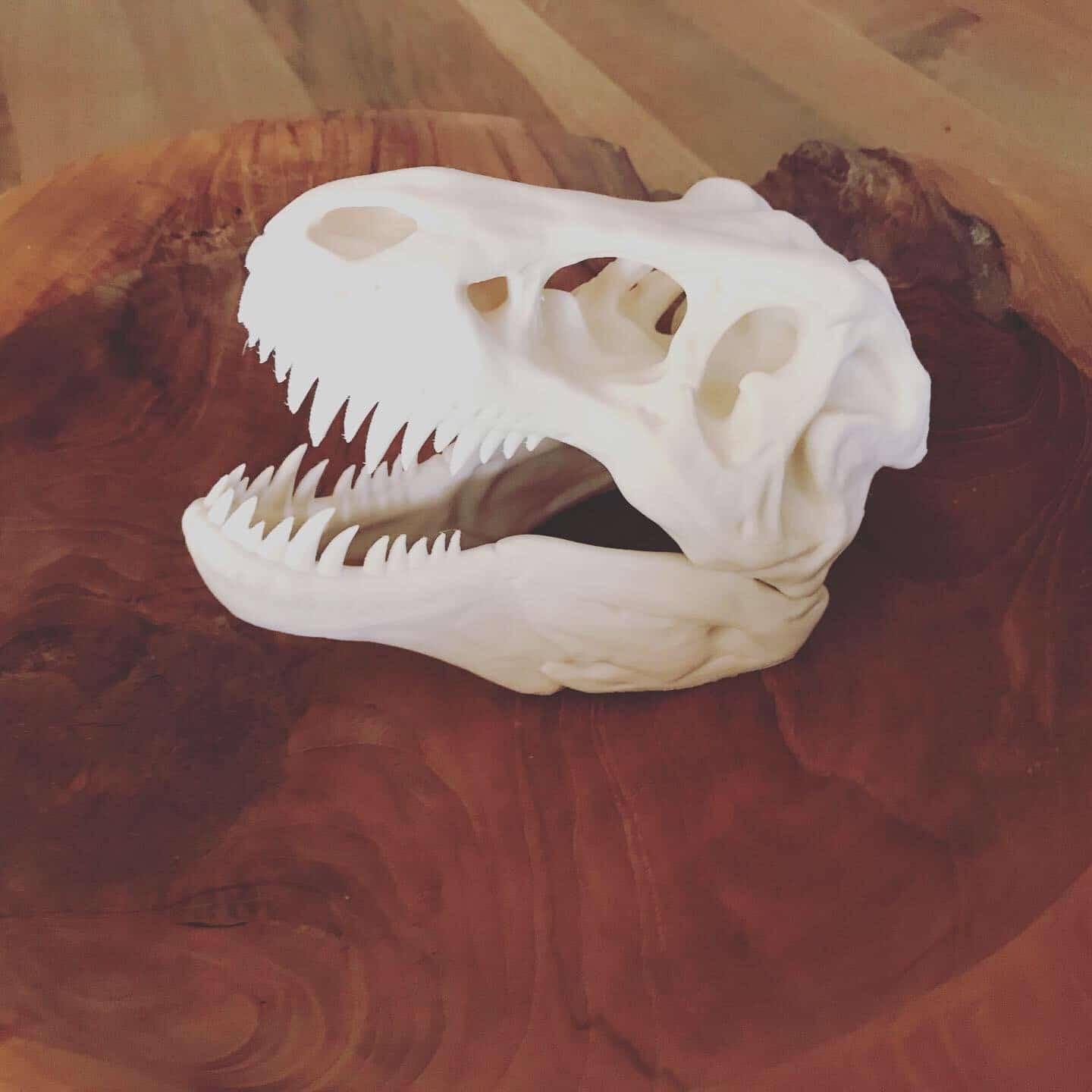 T-Rex Skelett Kopf
